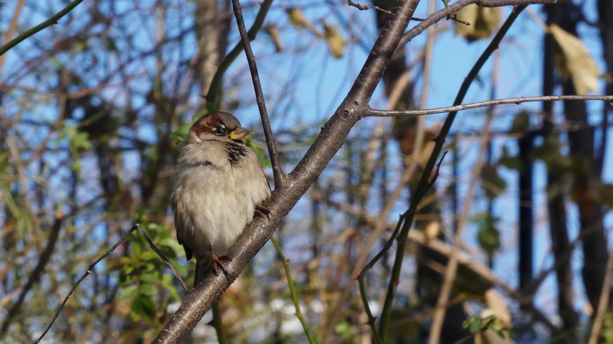 House Sparrow - ML647047972