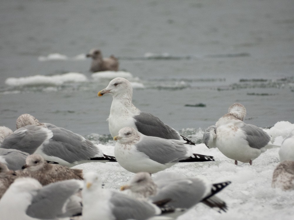 American Herring x Great Black-backed Gull (hybrid) - ML647047979