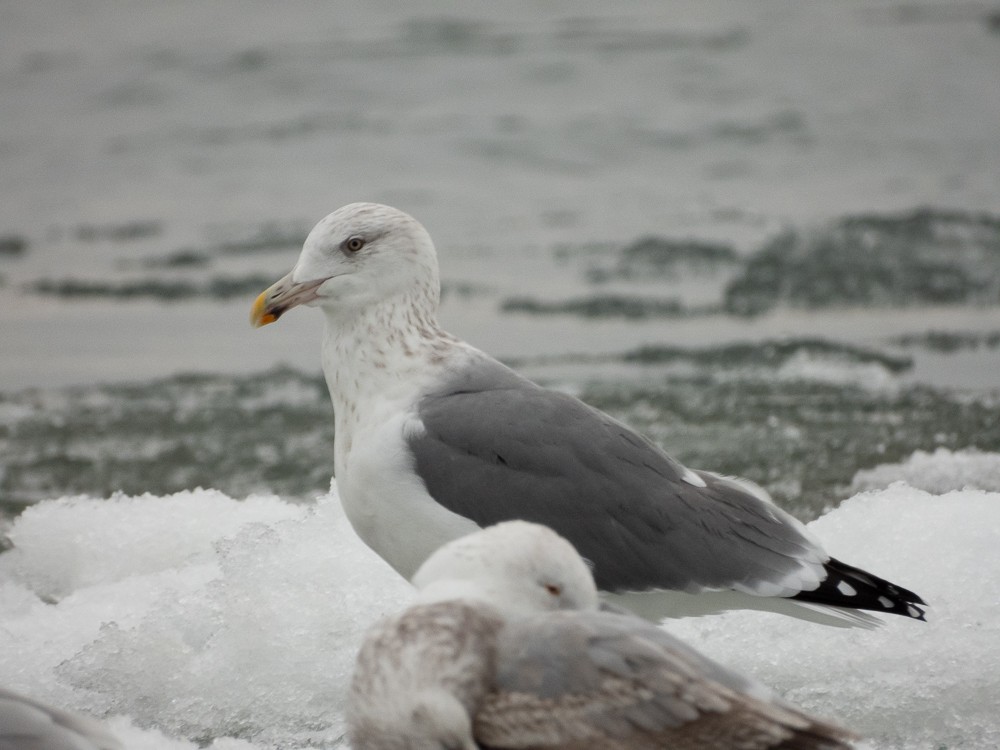 American Herring x Great Black-backed Gull (hybrid) - ML647047980