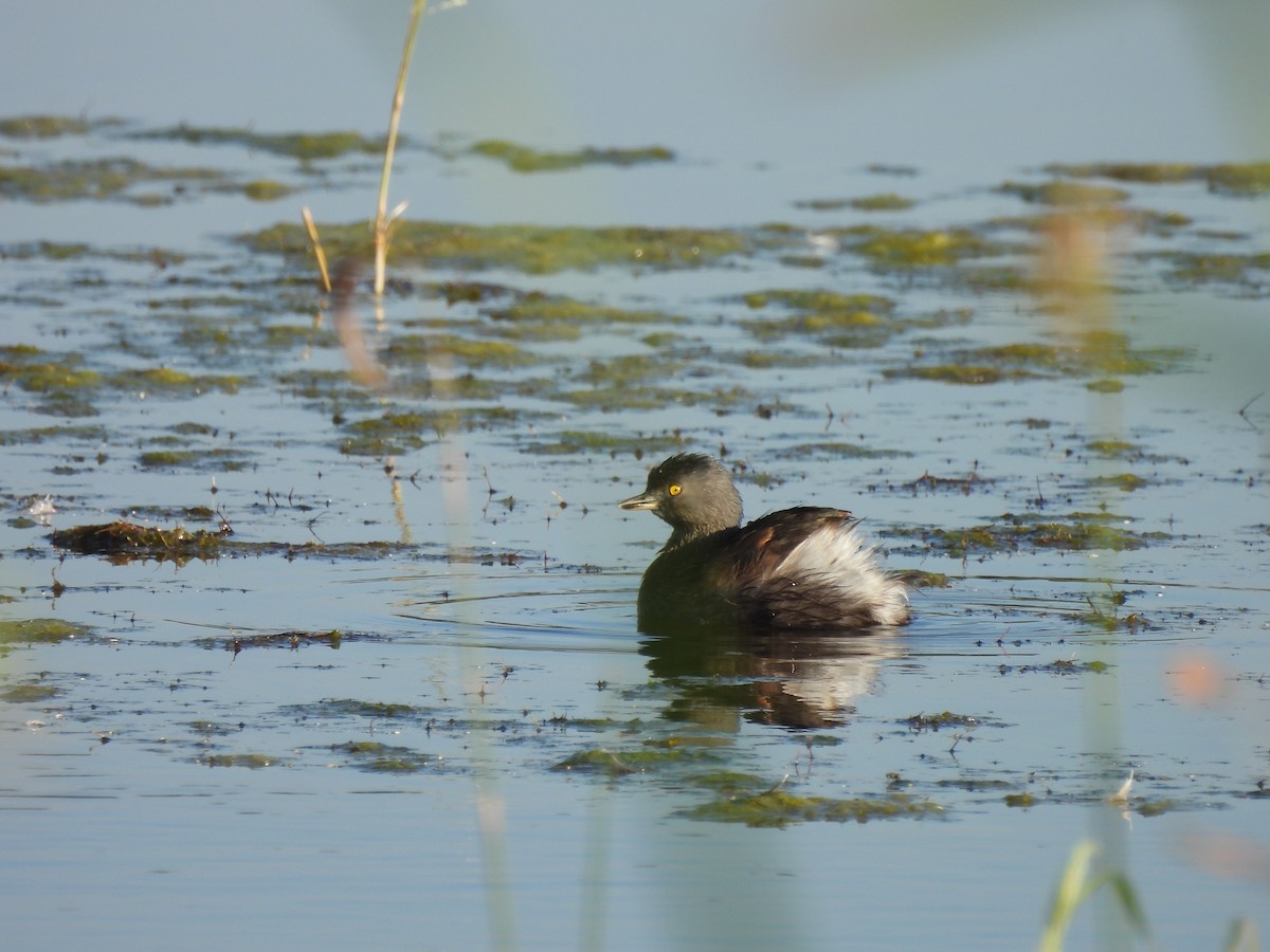 Least Grebe - ML647047984