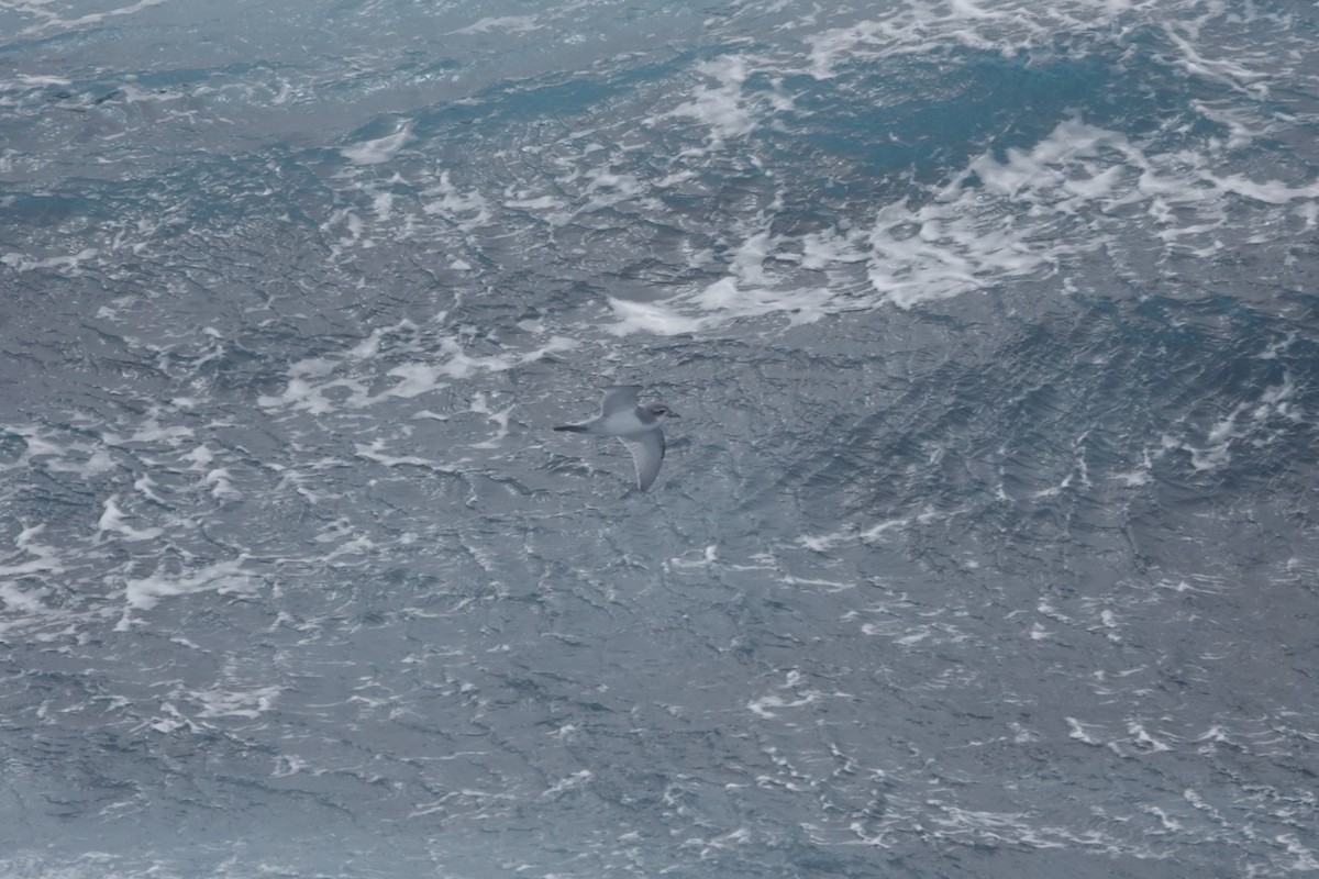 Пріон антарктичний - ML647047995