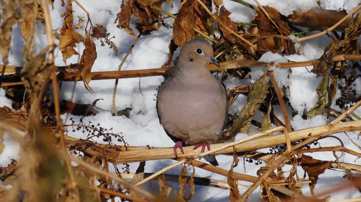 Mourning Dove - ML647048002