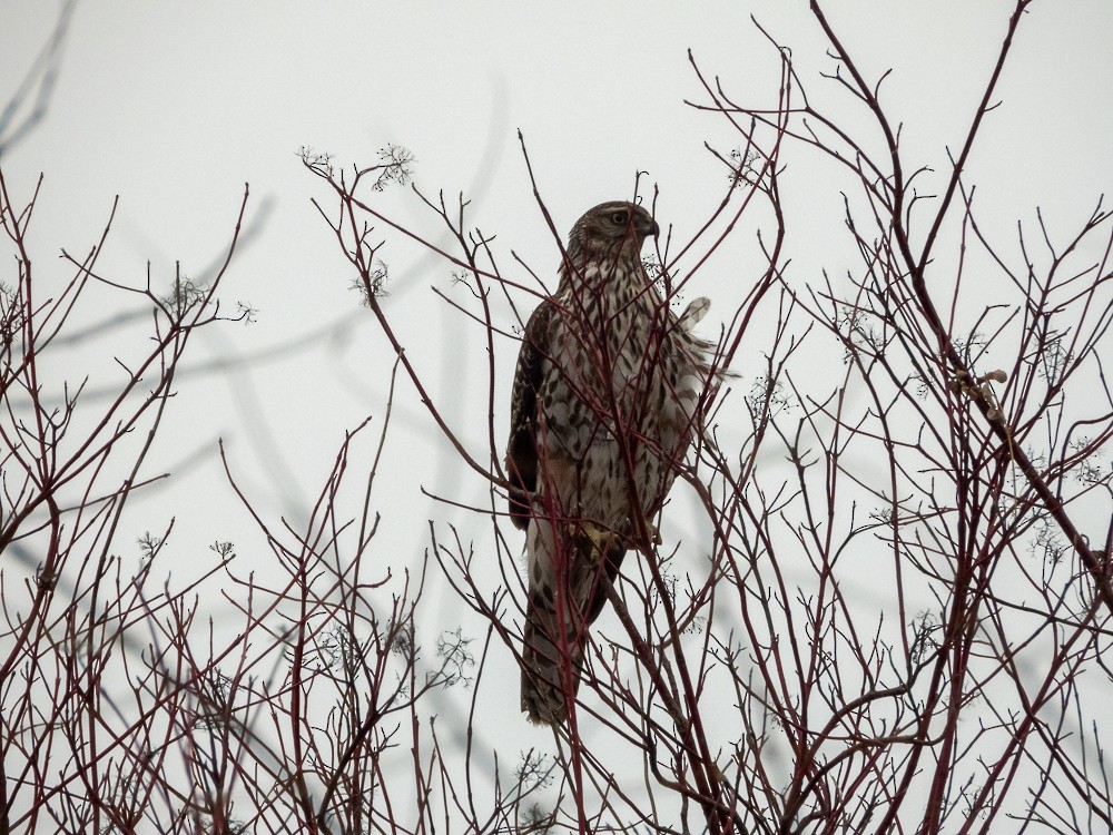American Goshawk - ML647048004