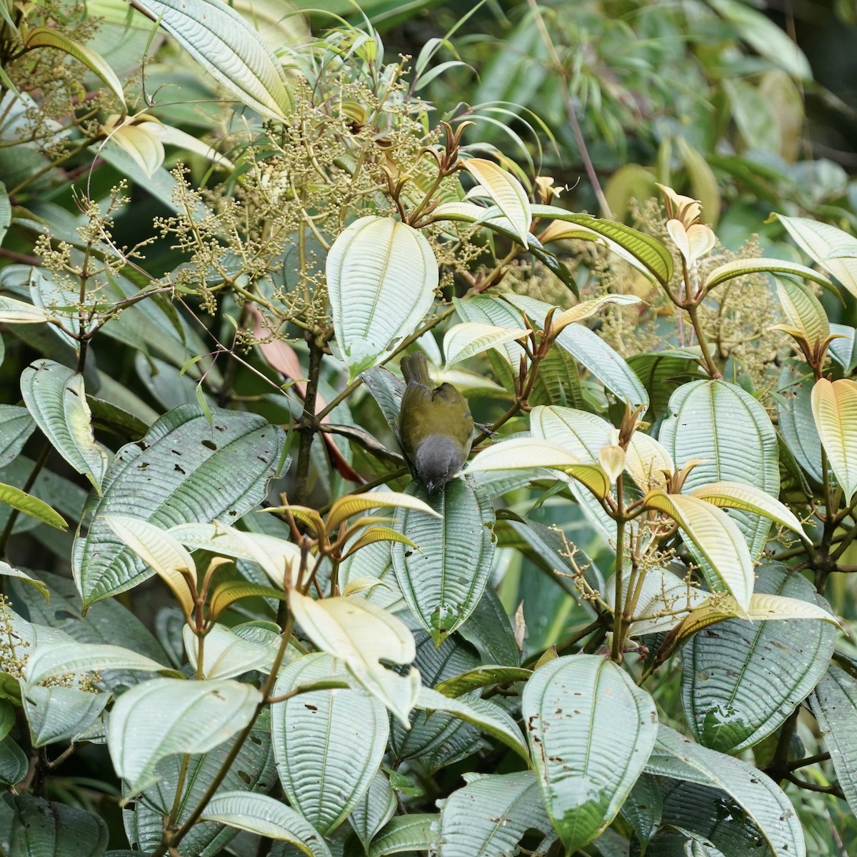 Dusky Chlorospingus - ML647048007