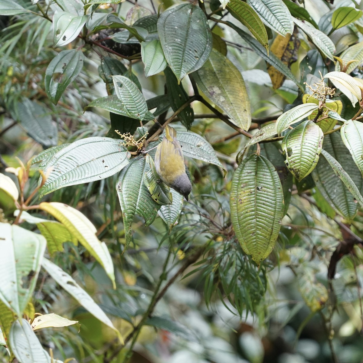 Dusky Chlorospingus - ML647048008