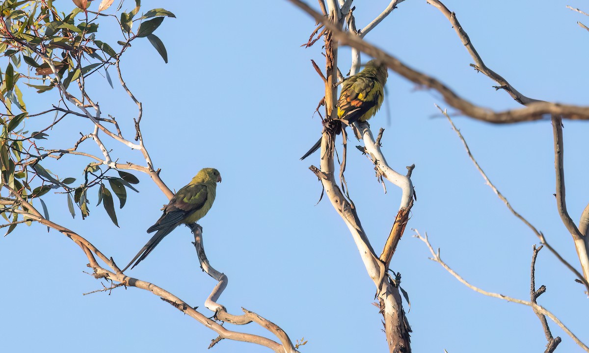 Regent Parrot - ML647048009