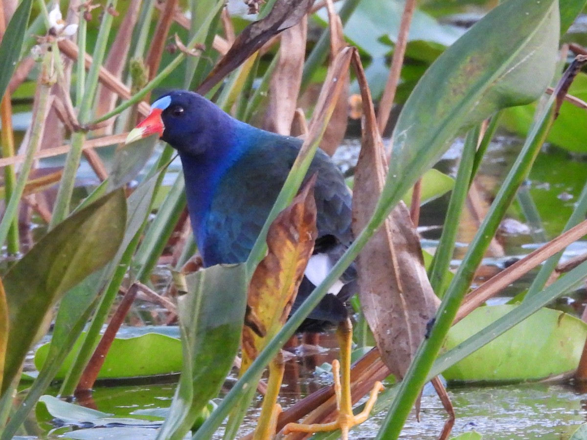 Uroilo urdin amerikarra - ML647048010