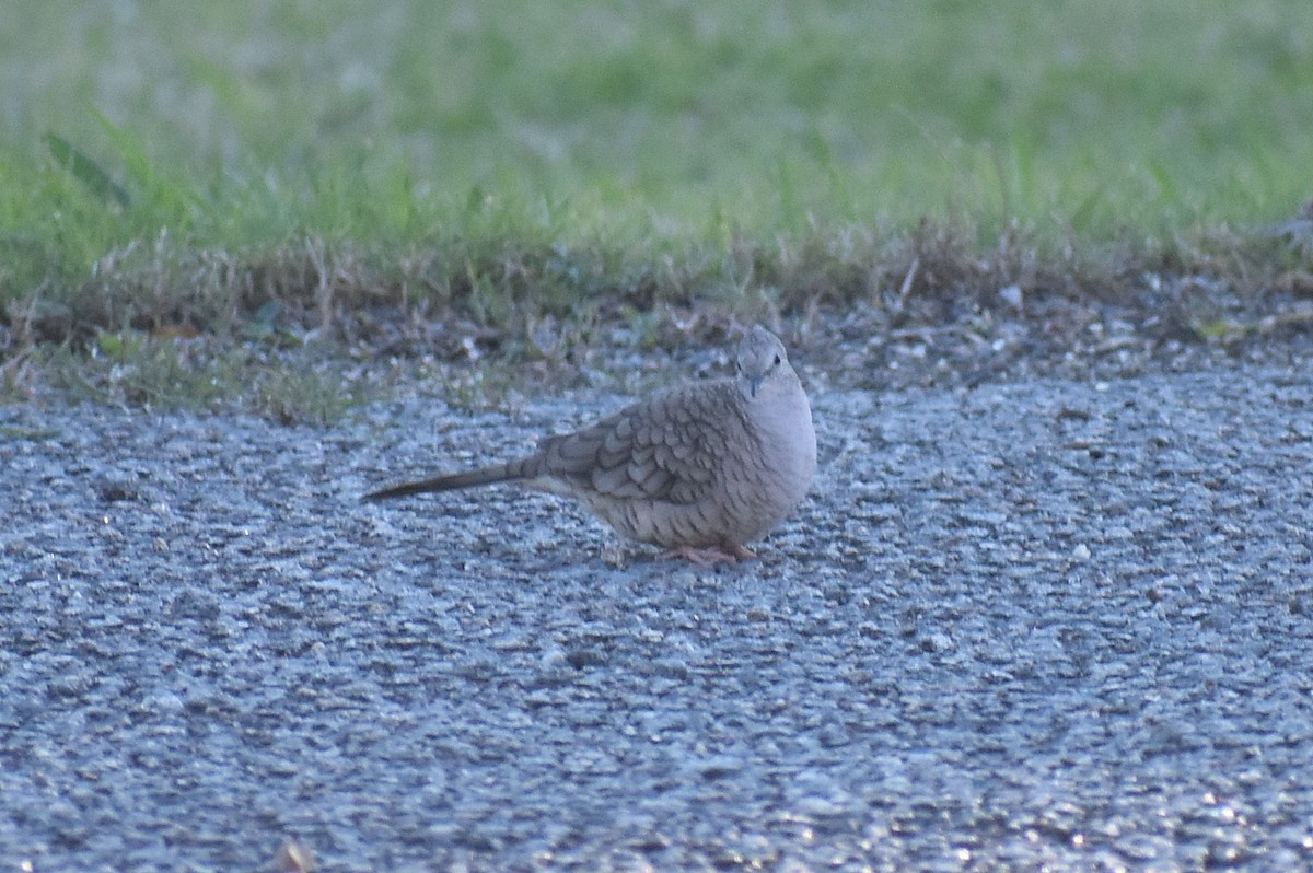 holoubek mexický - ML647048014