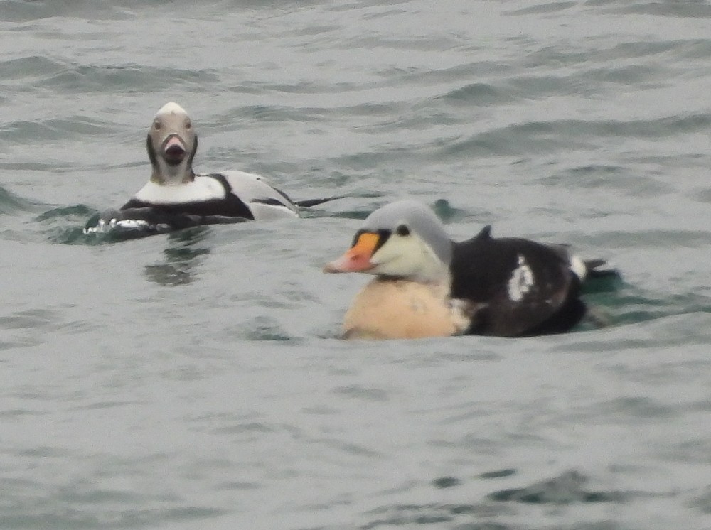 King Eider - ML647048019