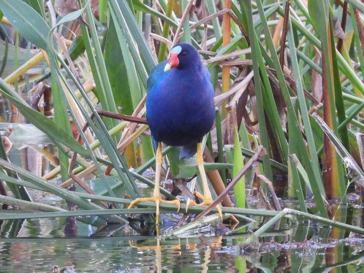 Uroilo urdin amerikarra - ML647048020