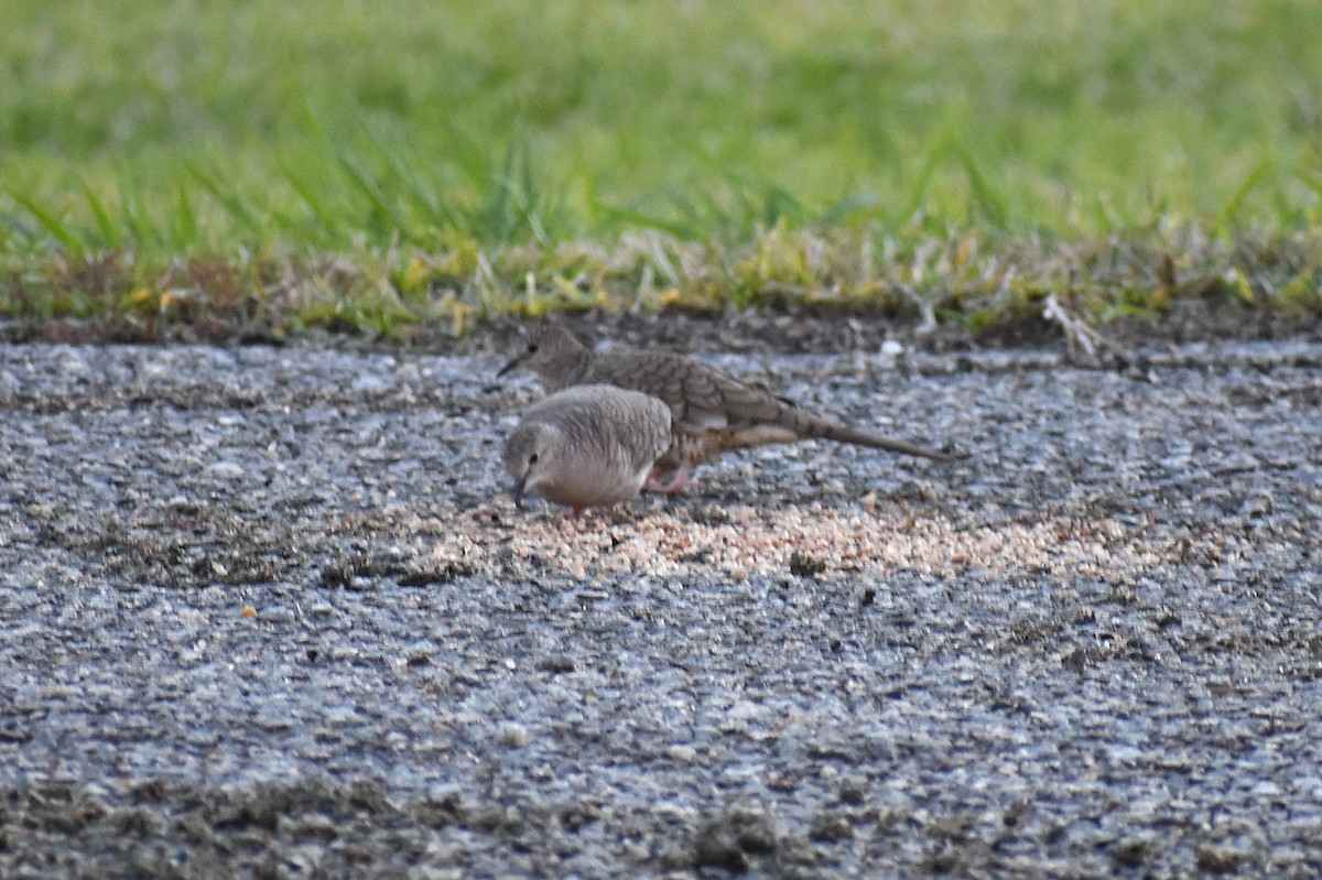 holoubek mexický - ML647048021