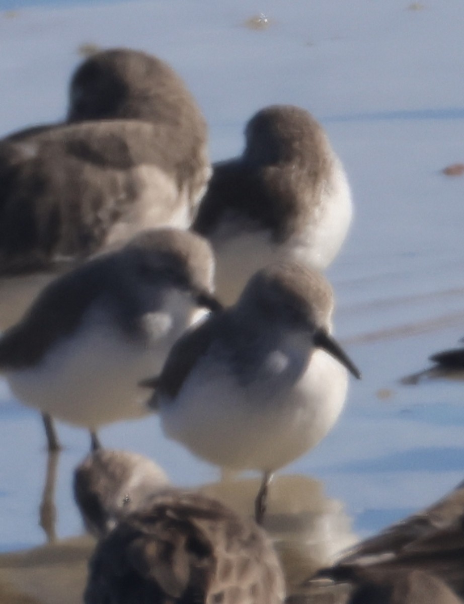 Побережник чорногрудий - ML647048024