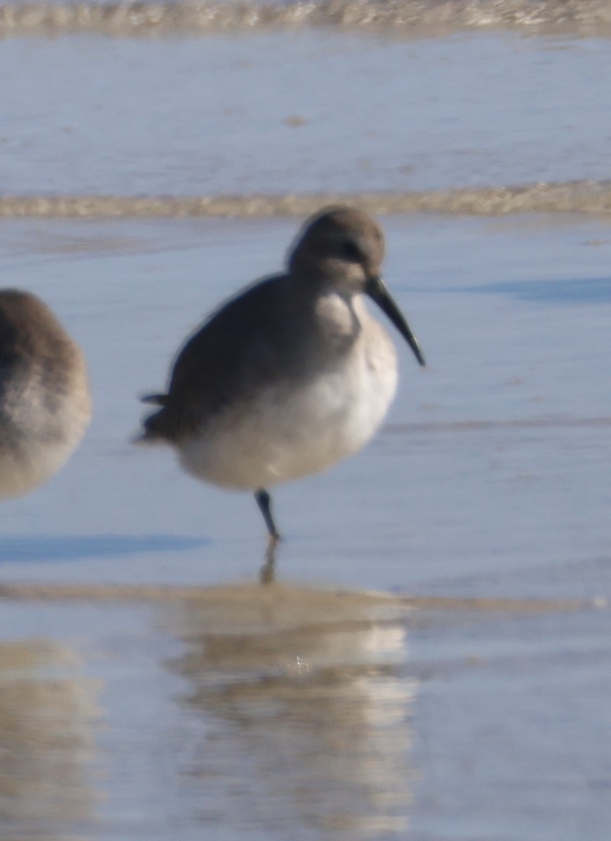 Побережник чорногрудий - ML647048025