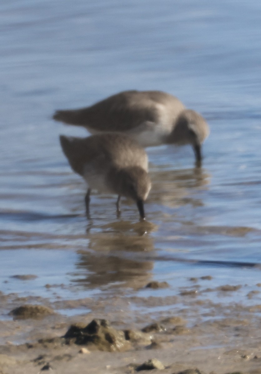 Побережник чорногрудий - ML647048026