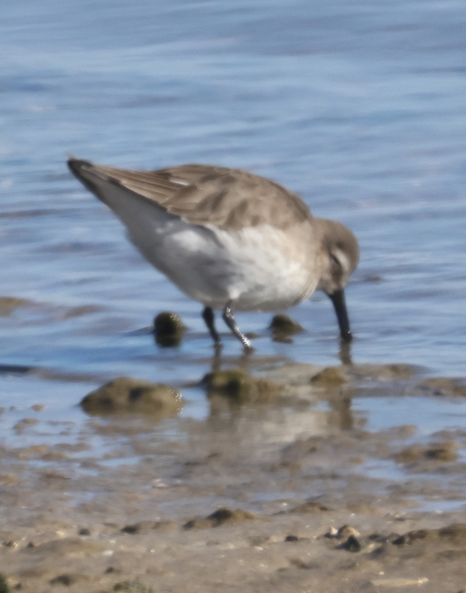 Побережник чорногрудий - ML647048027