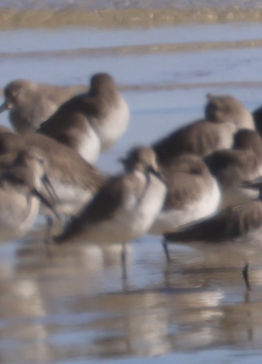 Побережник чорногрудий - ML647048028