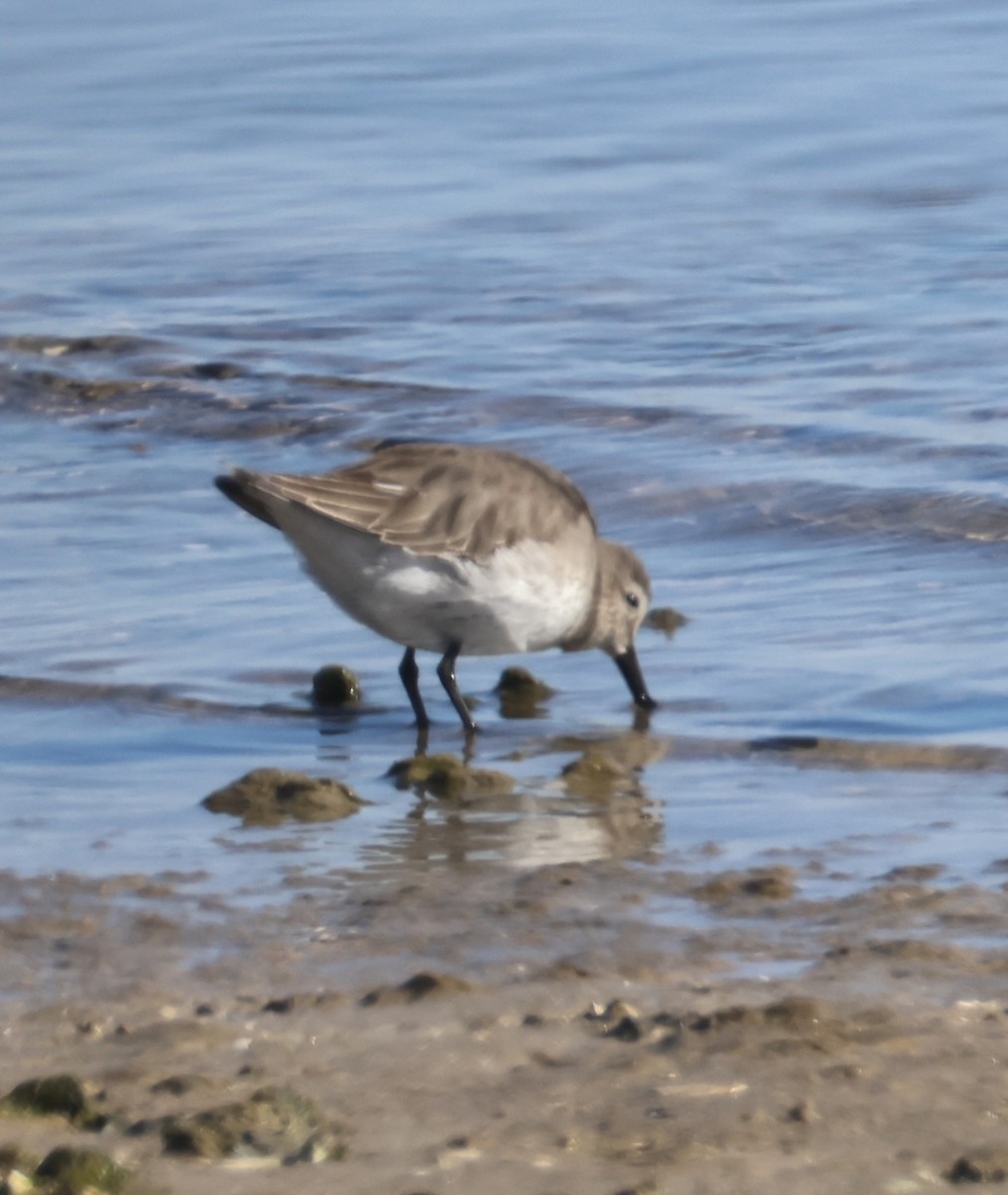 Побережник чорногрудий - ML647048029