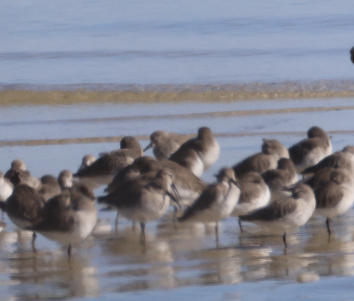 Побережник чорногрудий - ML647048030