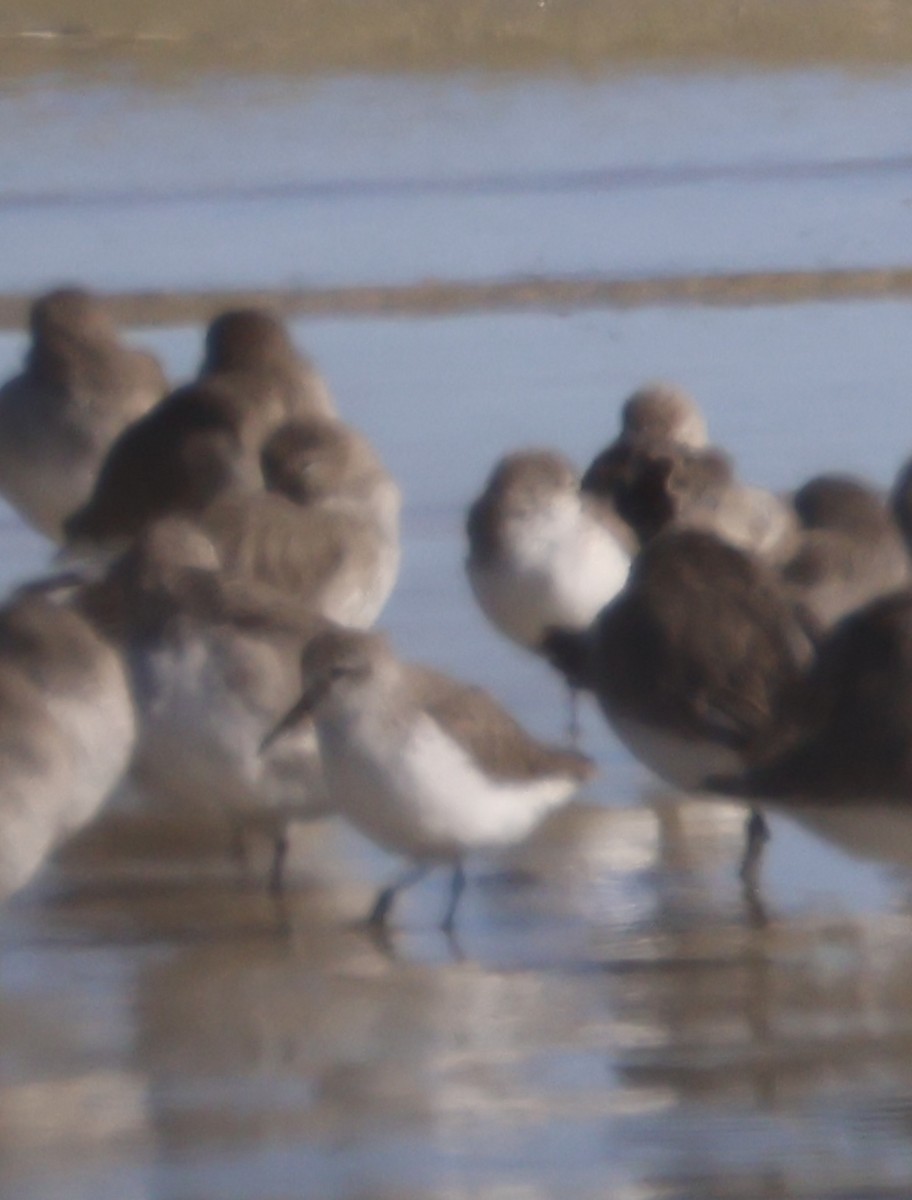 Побережник чорногрудий - ML647048031