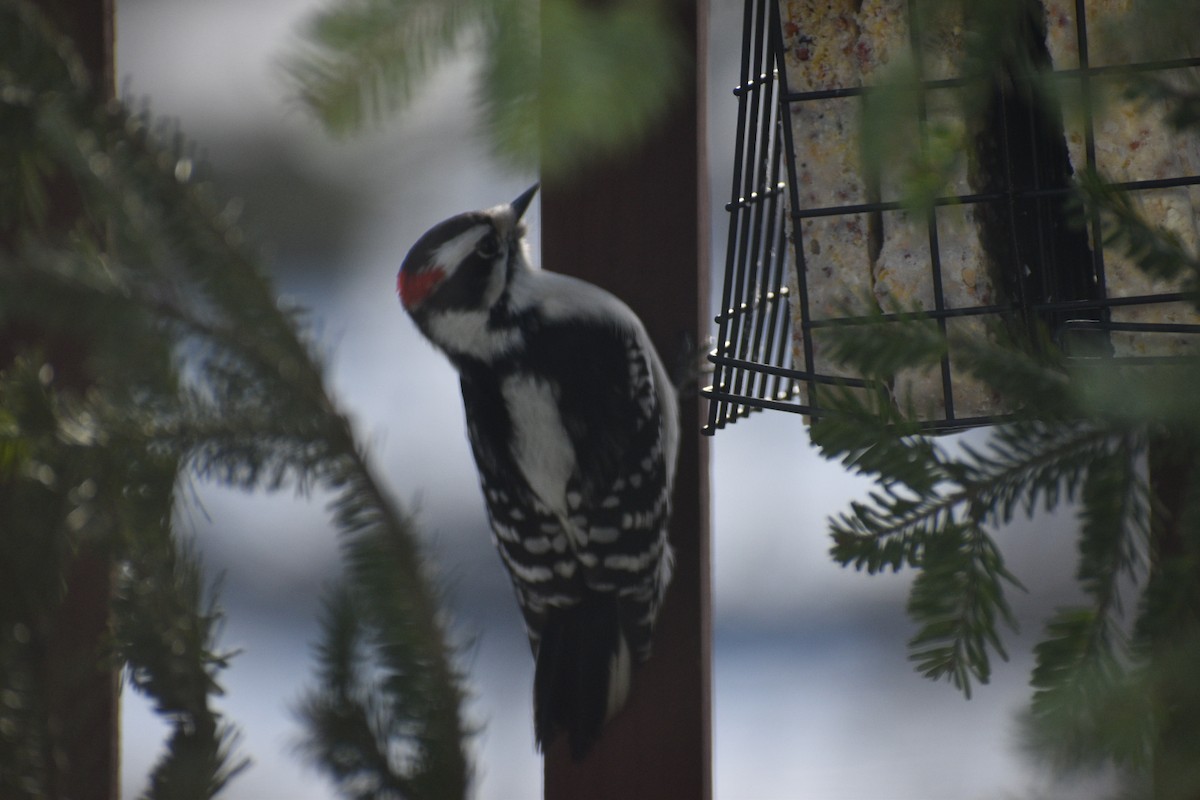 Downy Woodpecker - ML647048035