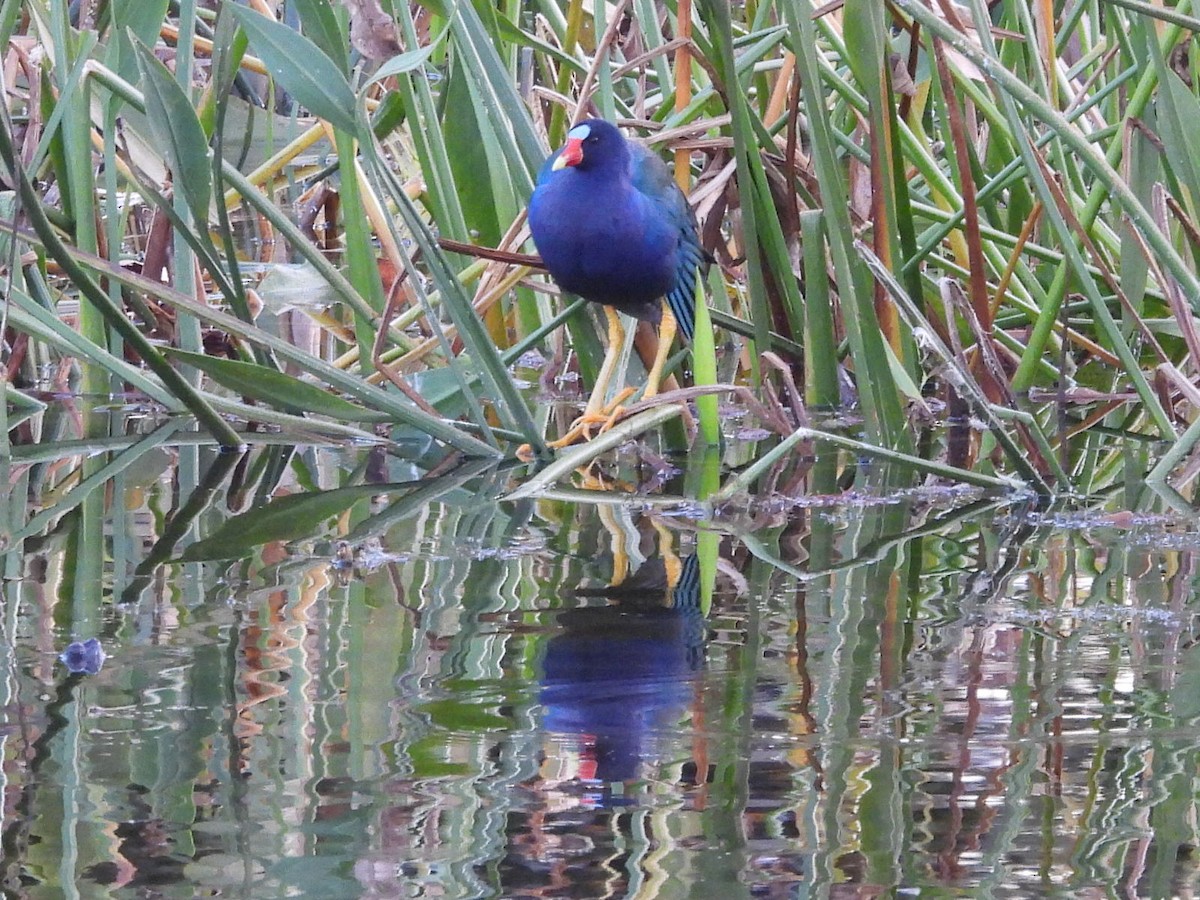 Uroilo urdin amerikarra - ML647048037