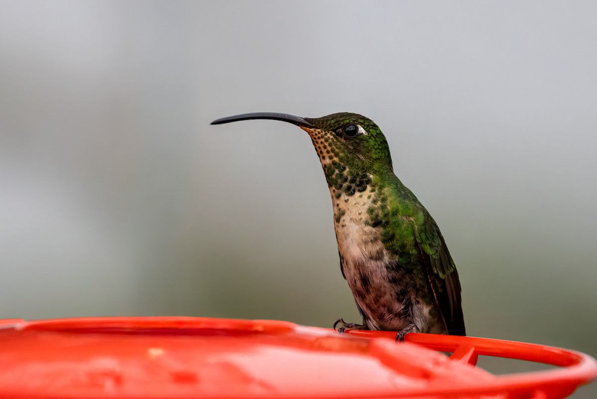 Mountain Velvetbreast - ML647048041