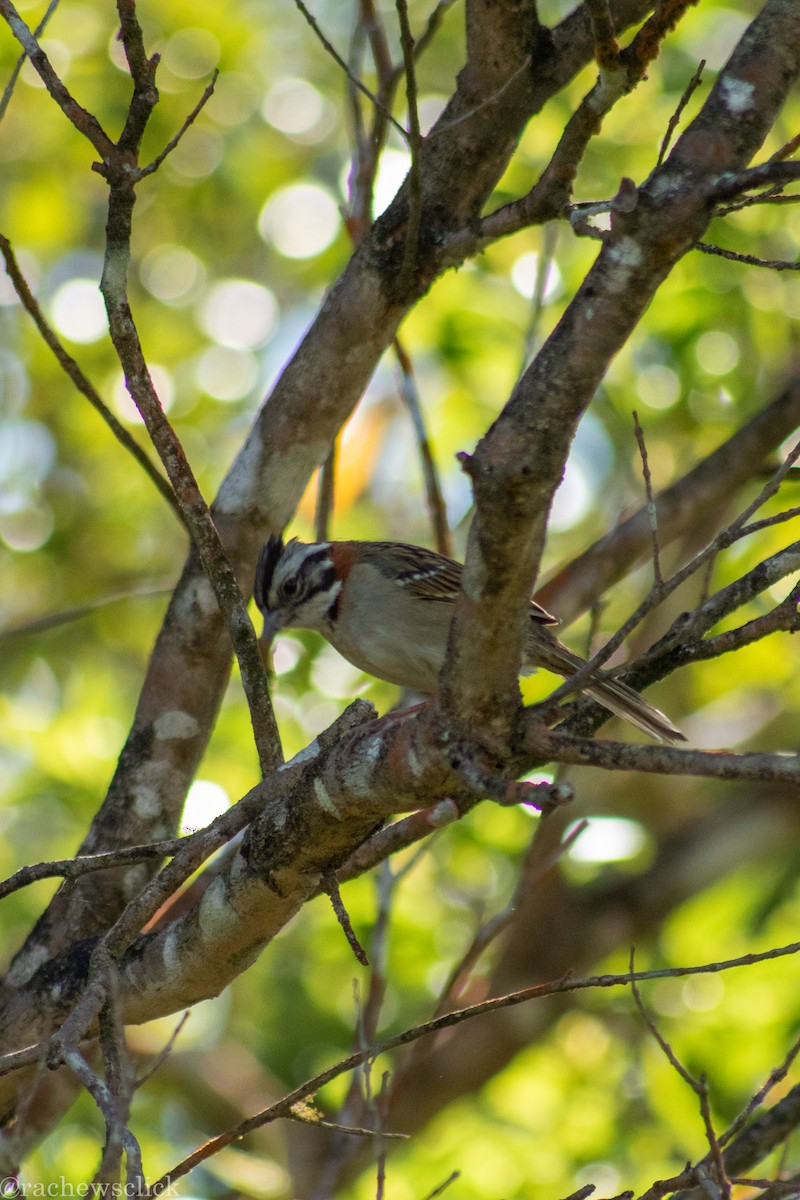 Rufous-collared Sparrow - ML647048043
