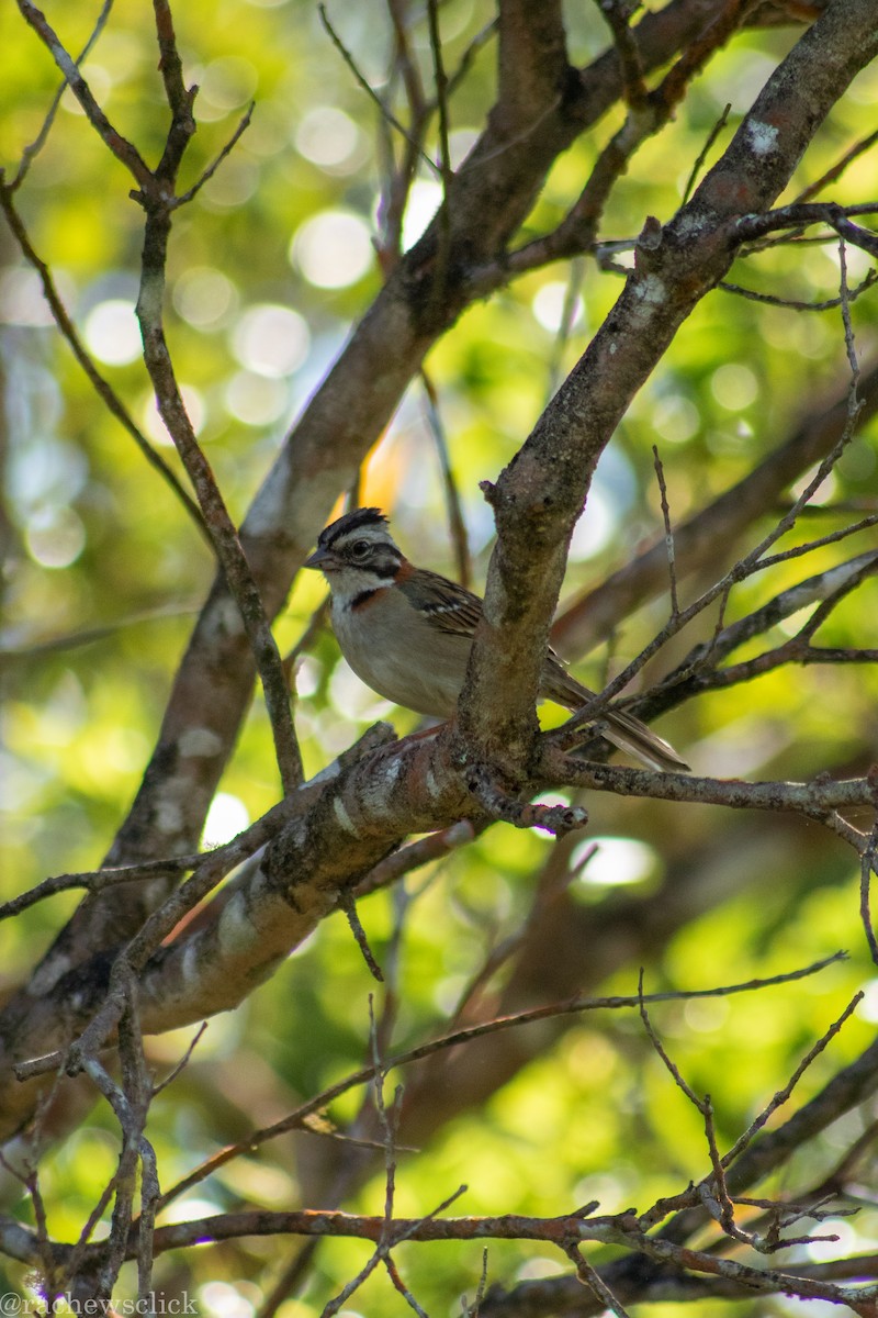 Rufous-collared Sparrow - ML647048044