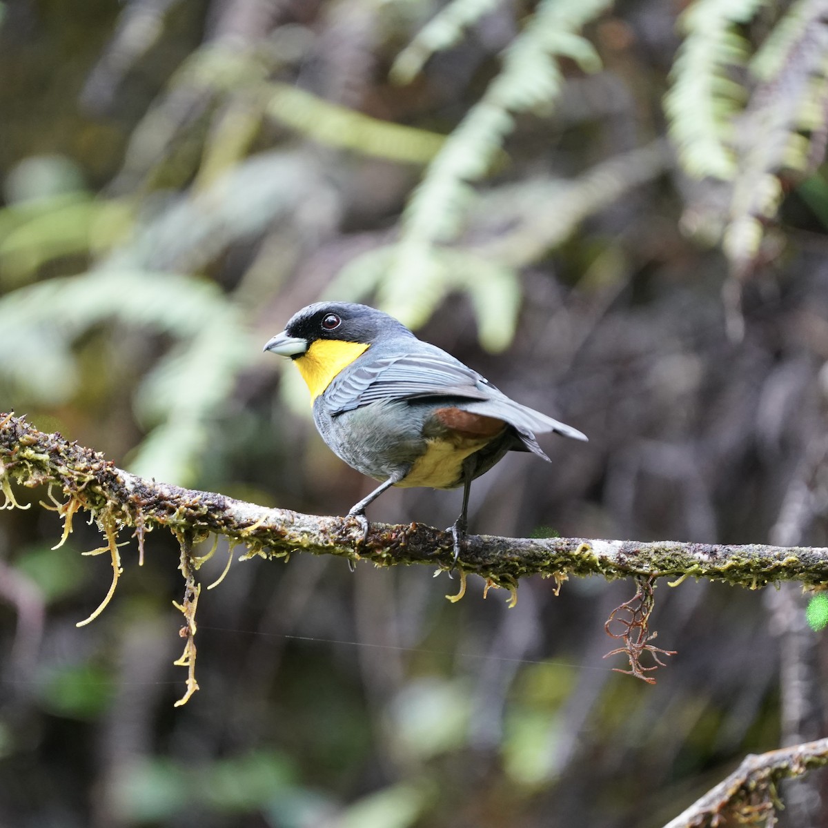 Purplish-mantled Tanager - ML647048050