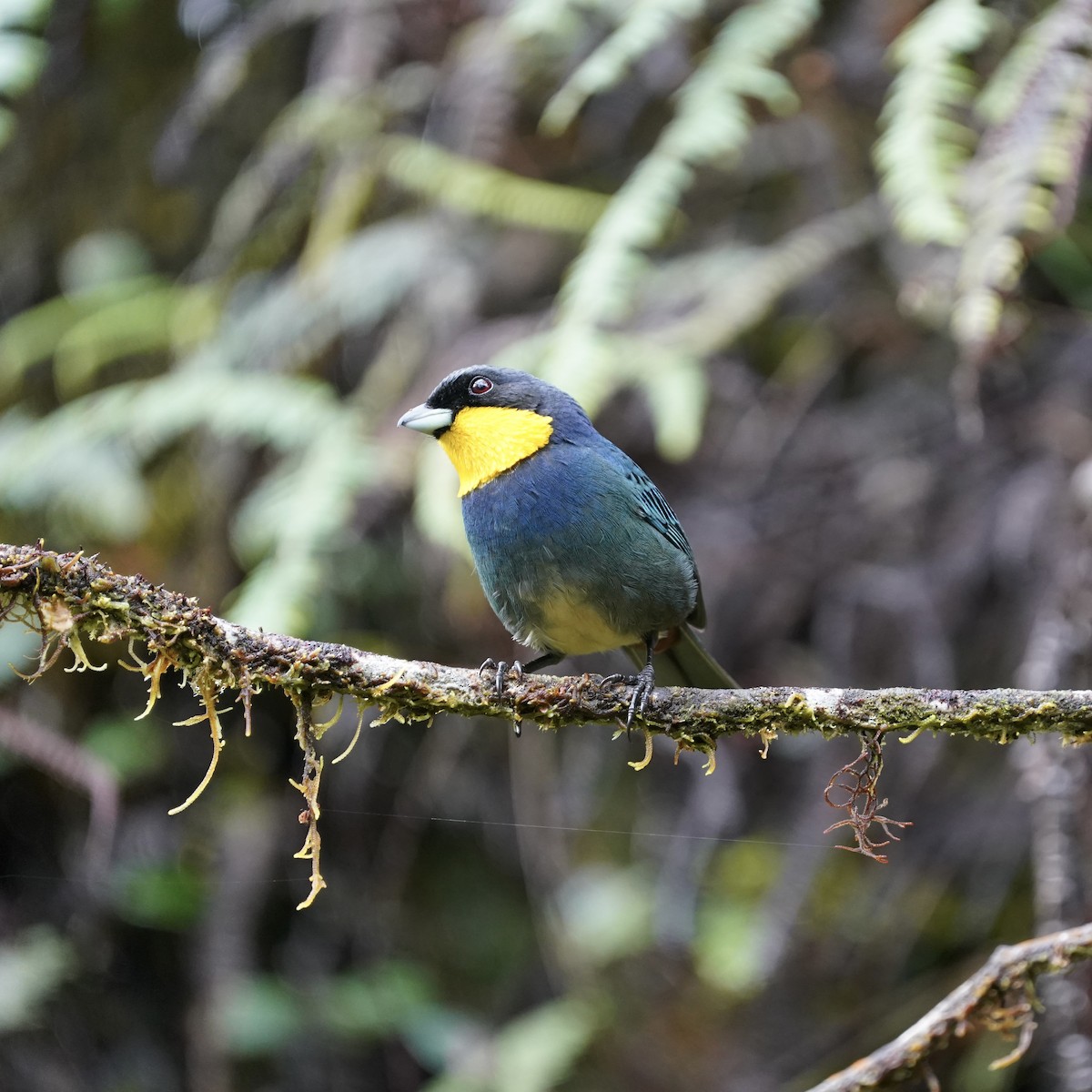 Purplish-mantled Tanager - ML647048051