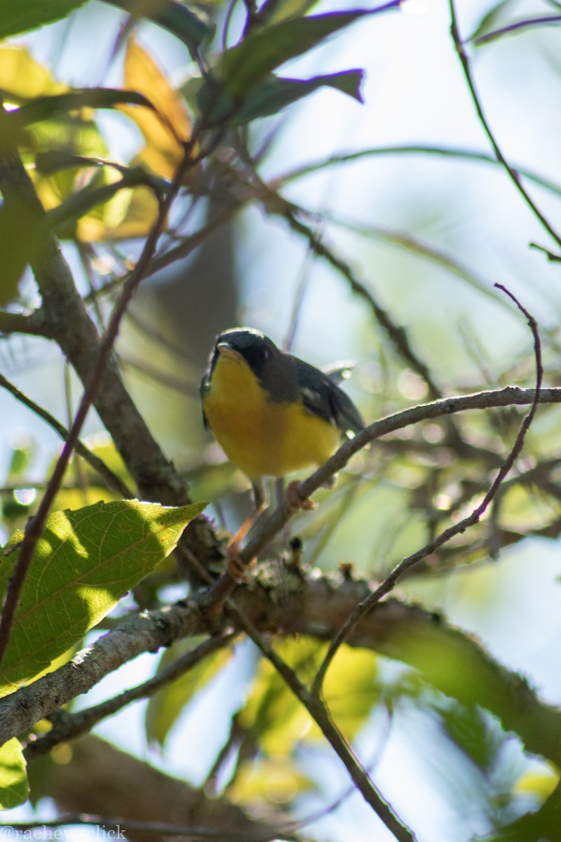Tropical Parula - ML647048053