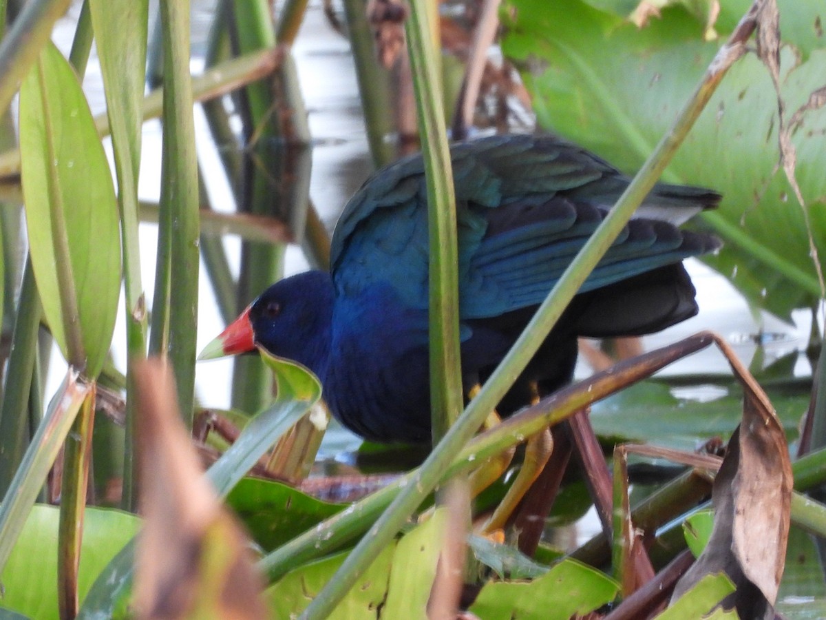 Uroilo urdin amerikarra - ML647048058