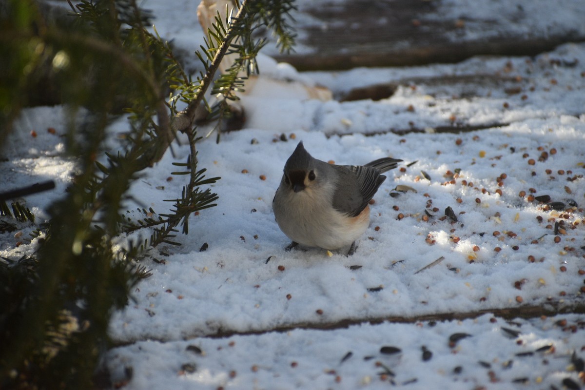 Tufted Titmouse - ML647048060