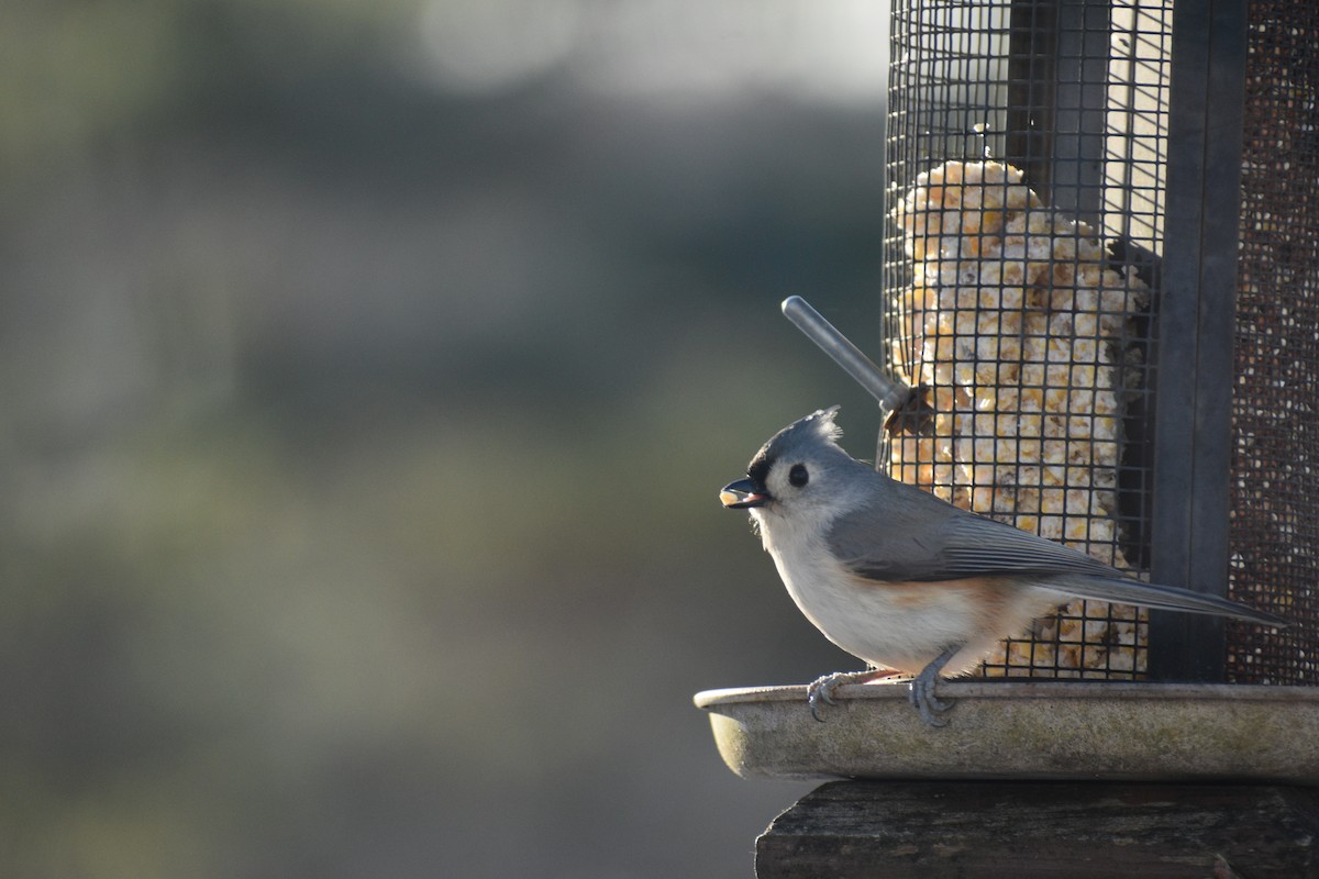 Tufted Titmouse - ML647048061