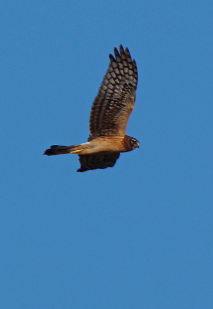 moták severoamerický - ML647048064