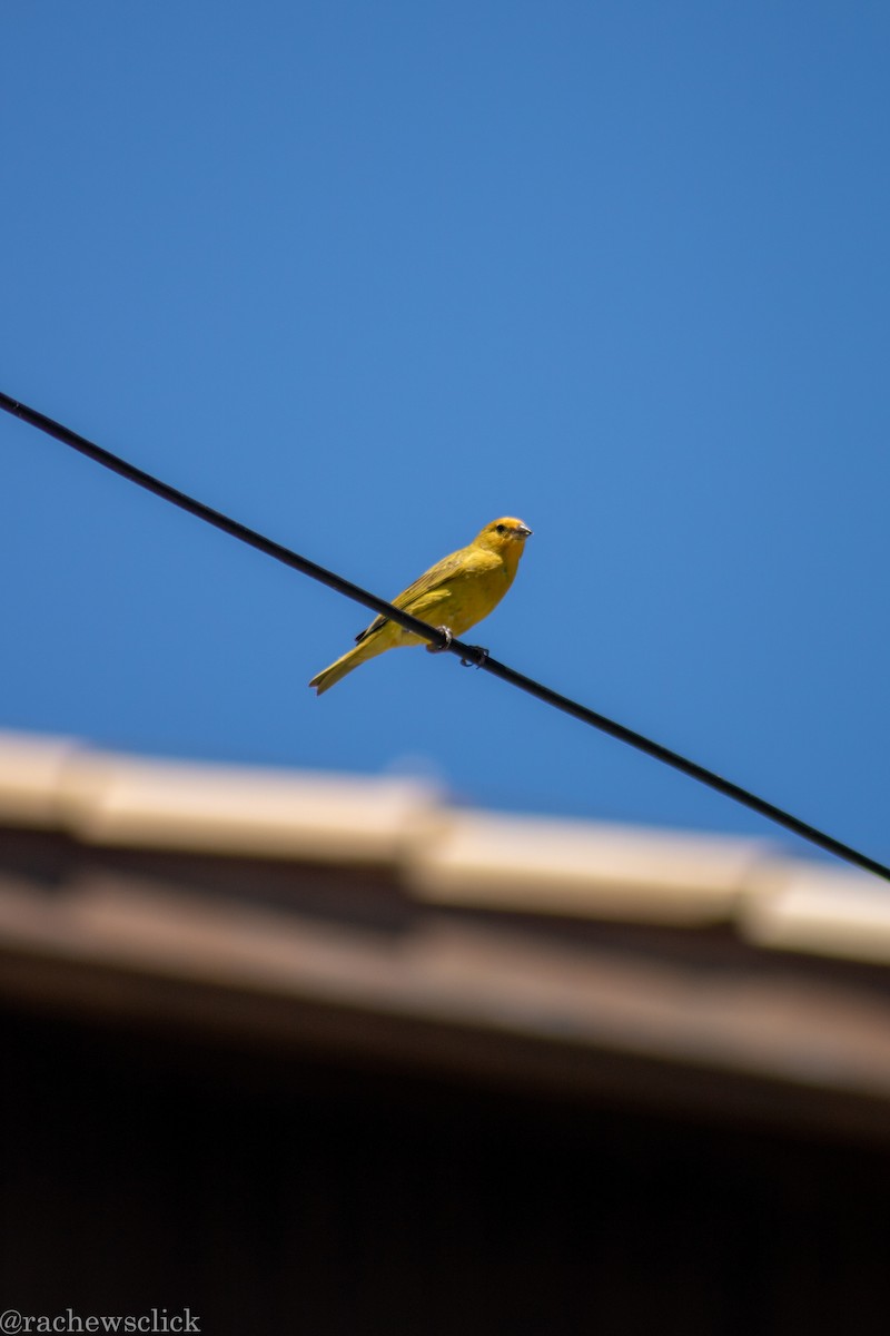 Saffron Finch - ML647048068