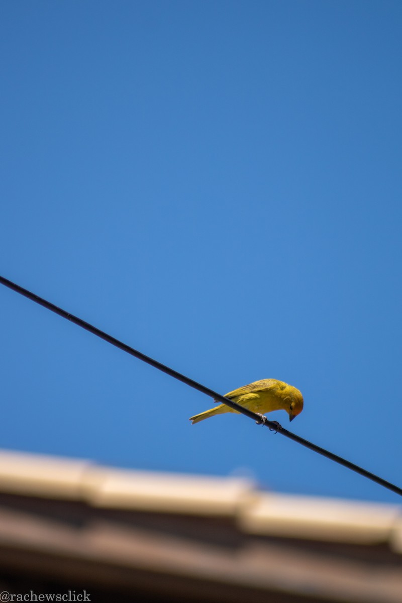 Saffron Finch - ML647048069