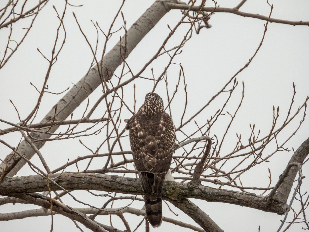 American Goshawk - ML647048077