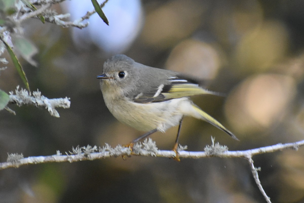Ruby-crowned Kinglet - ML647048080