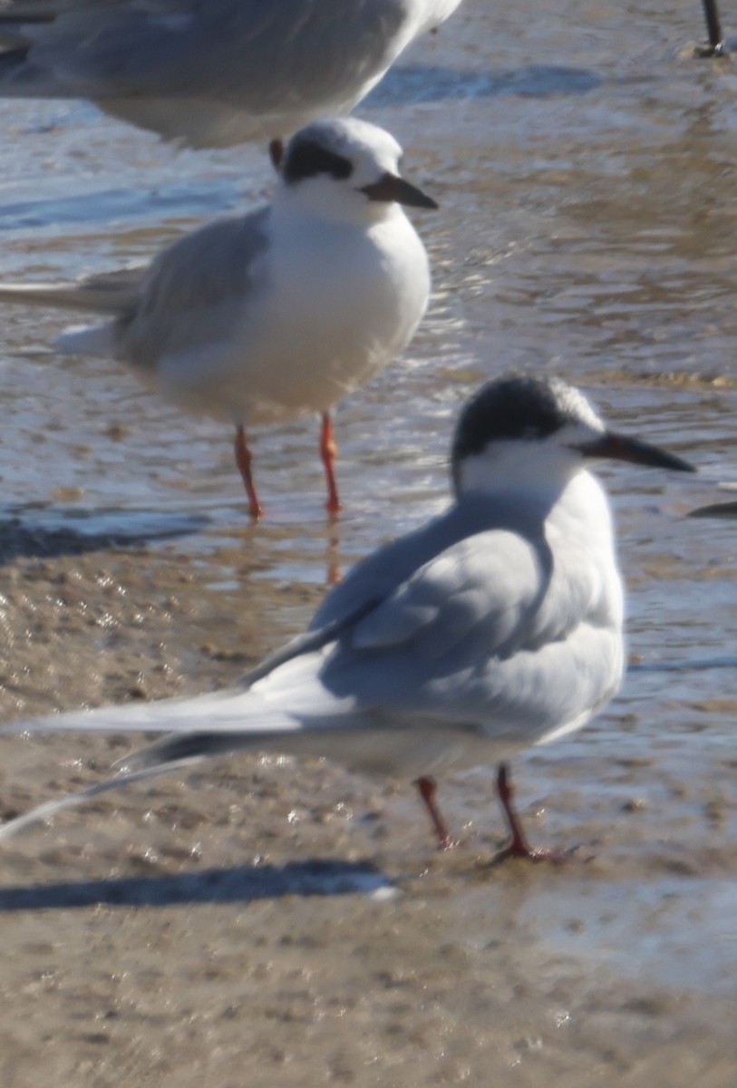 Forster's Tern - ML647048084