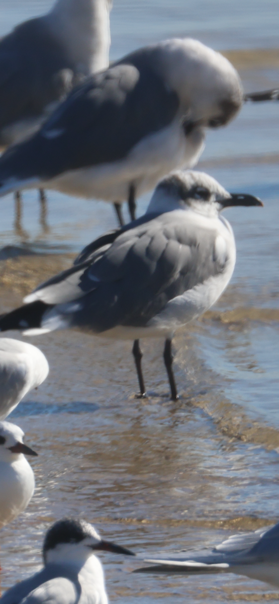 ワライカモメ - ML647048085