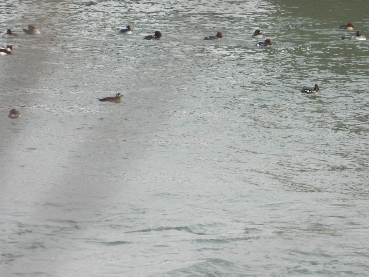 Harlequin Duck - ML647048086