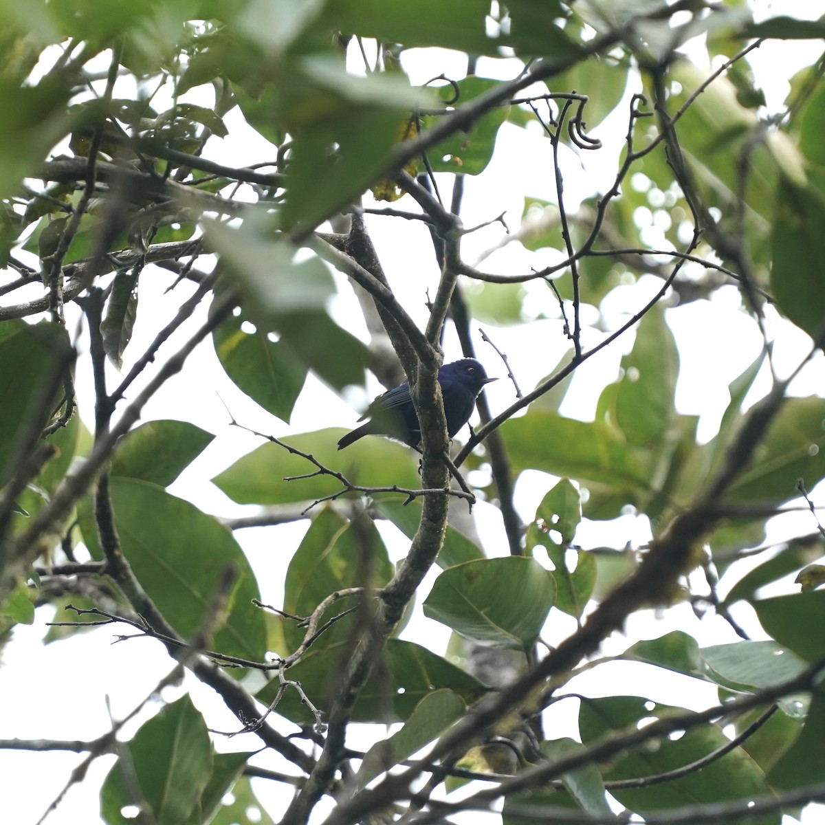 Indigo Flowerpiercer - ML647048087