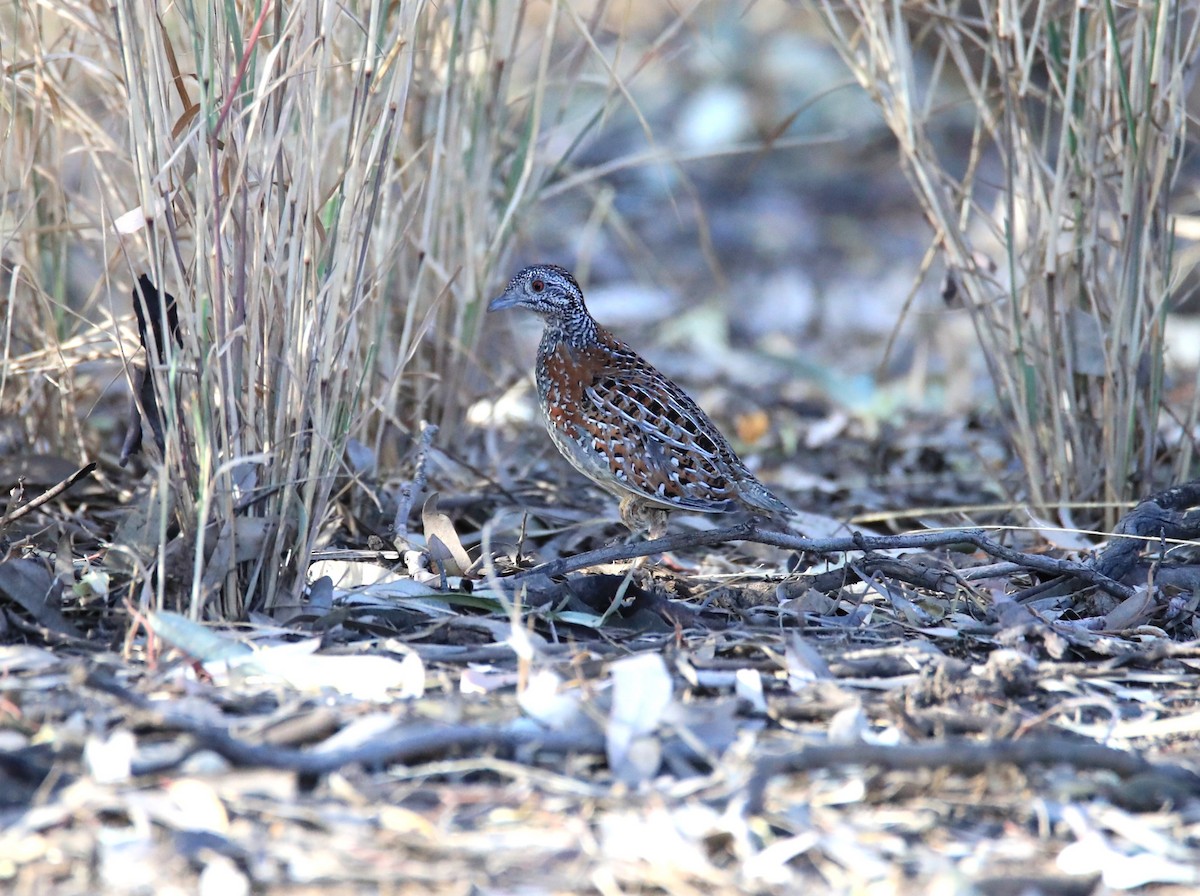 Boyalı Bıldırcınyelvesi - ML647048094