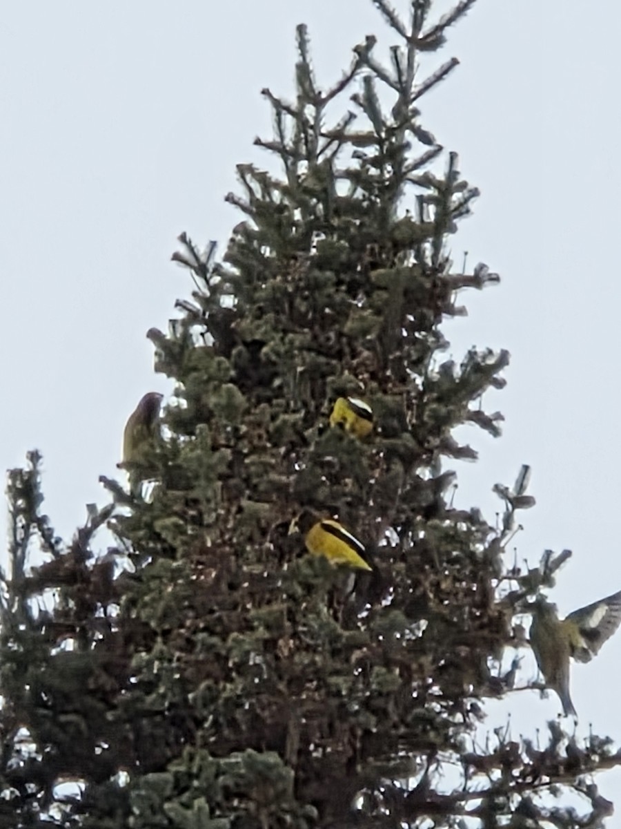 Evening Grosbeak - ML647048096