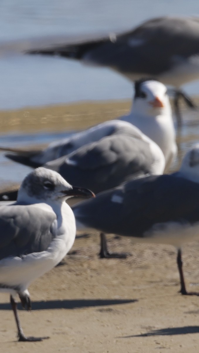 ワライカモメ - ML647048100