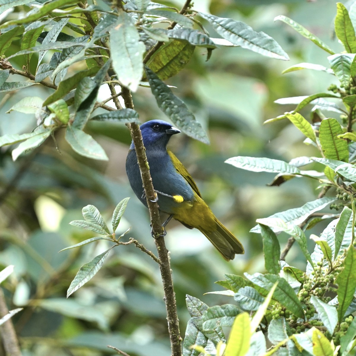 Blue-capped Tanager - ML647048102
