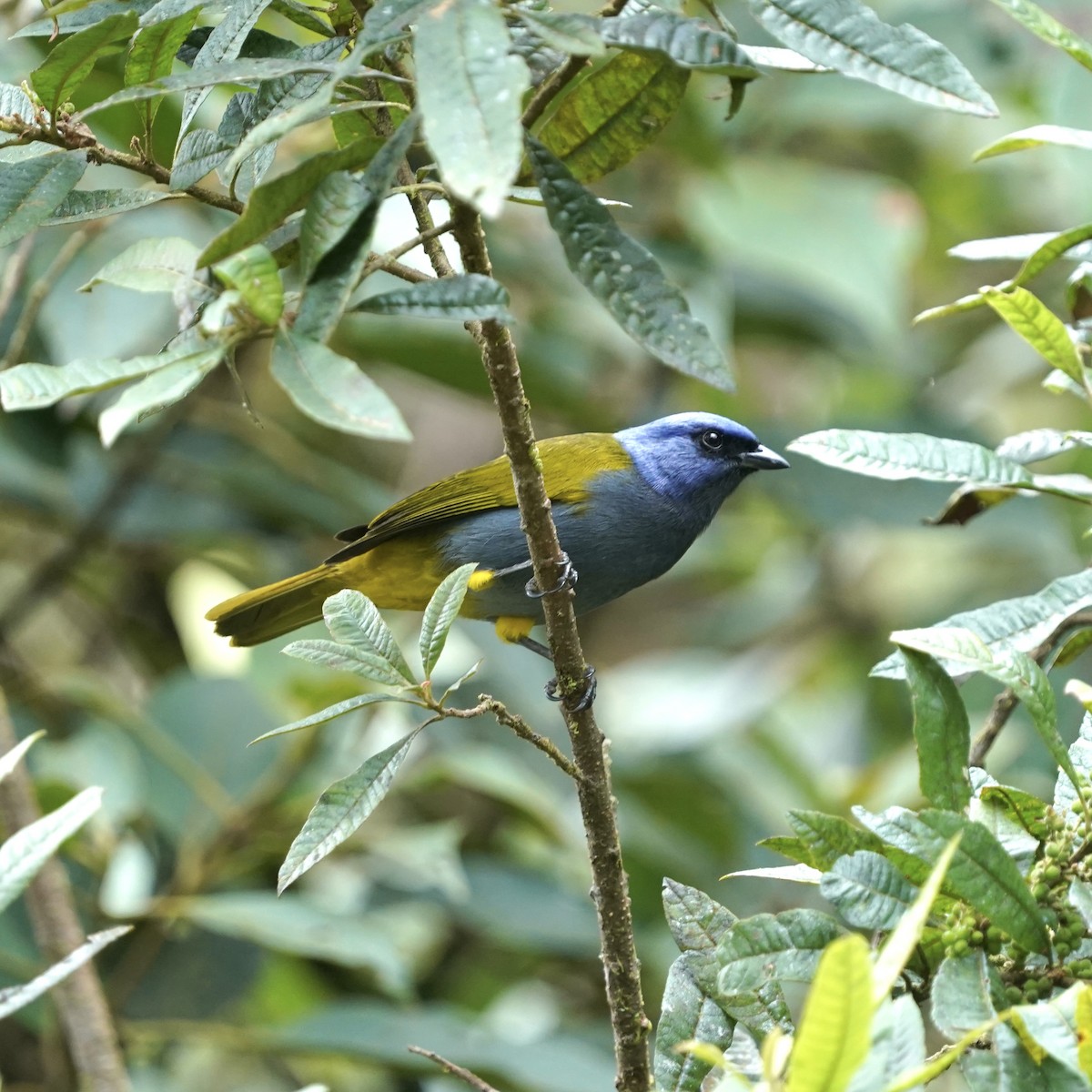 Blue-capped Tanager - ML647048103
