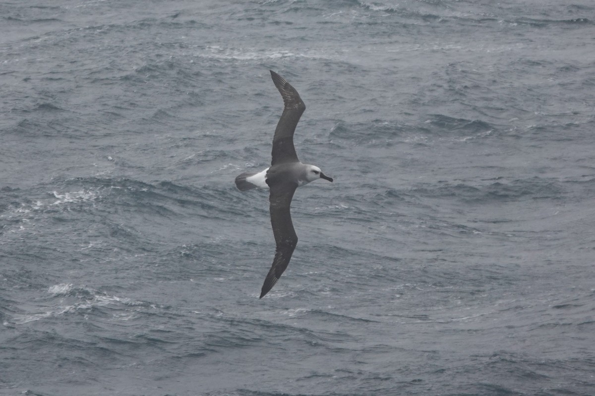 Boz Başlı Albatros - ML647048104