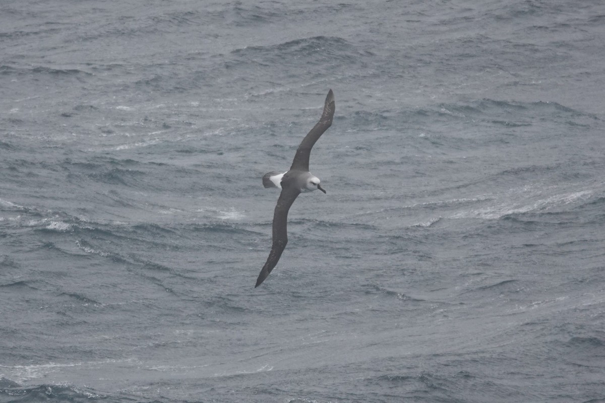 Boz Başlı Albatros - ML647048105